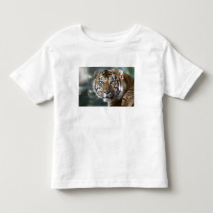Camiseta Infantil Tigre-de-sumatra-macho (Panthera tigris sumatrae)