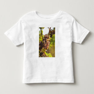 Camiseta Infantil Um cacho de uva Semillon mofado no Ch Raymond Lafo