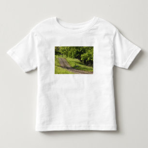 Camiseta Infantil Uma estrada rural em Ipswich, Massachusetts.