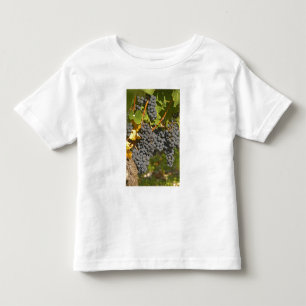 Camiseta Infantil Uma videira com cachos de uvas Merlot maduras - Ca