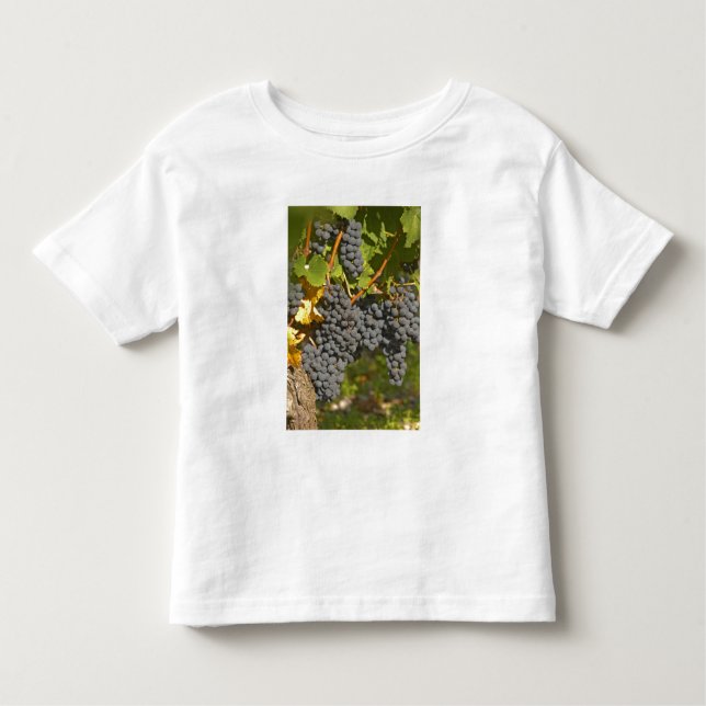 Camiseta Infantil Uma vinha com cachos maduros de uva Merlot - Chate (Frente)