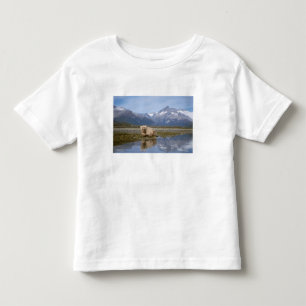 Camiseta Infantil urso pardo, Ursus arctos, urso cinzento, Ursus 4