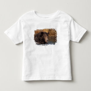 Camiseta Infantil urso pardo, Ursus arctos, urso cinzento, Ursus 5