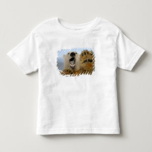 Camiseta Infantil urso polar, Ursus maritimus, curiosamente olha