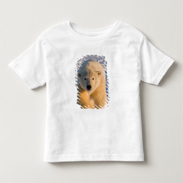 Camiseta Infantil urso polar, Ursus maritimus, urso polar sobre gelo (Frente)