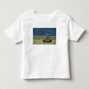 Camiseta Infantil Ursos-pardos em brincadeira, Ursus arctos, Alasca