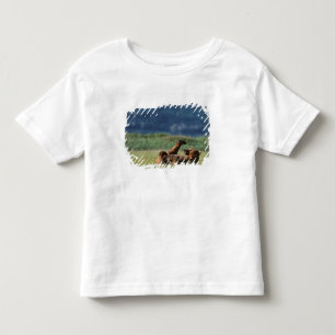 Camiseta Infantil Ursos-pardos em brincadeira, Ursus arctos, Alasca