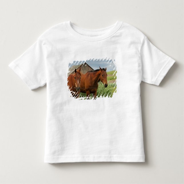 Camiseta Infantil Ver cavalos num campo na Palha 3 (Frente)
