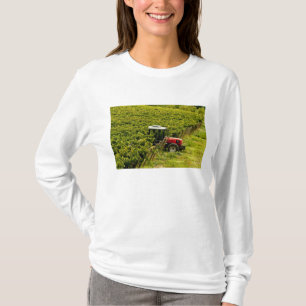 Camiseta Itália, Toscana, Greve. Colhedores trabalhando dur
