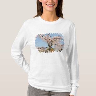 Camiseta Japão, Quioto. Cerejeira chorona sob céu azul