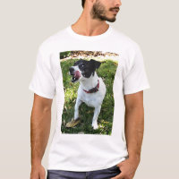 JAQUE PRETO E BRANCO RUSSELL TERRIER