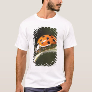 Camiseta Joaninha na folha, joaninha na folha