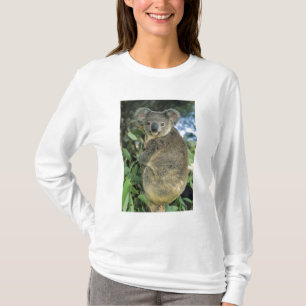 Camiseta Koala, Phascolarctos cinereus), em risco de extinç