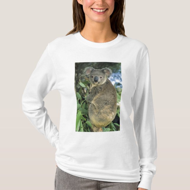 Camiseta Koala, Phascolarctos cinereus), em risco de extinç (Frente)