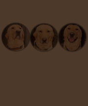 Laboratório amarelo customizável