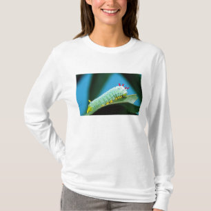 Camiseta Lagarta da Mariposa Prometeu, Callosamia