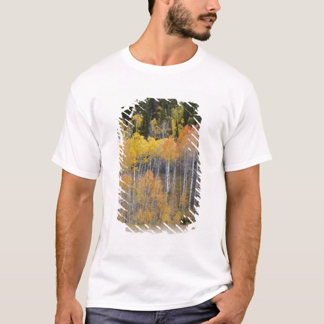 Camiseta Lambert Hollow, árvores de álamo (Frente)