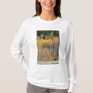 Camiseta Lambert Hollow, árvores de álamo