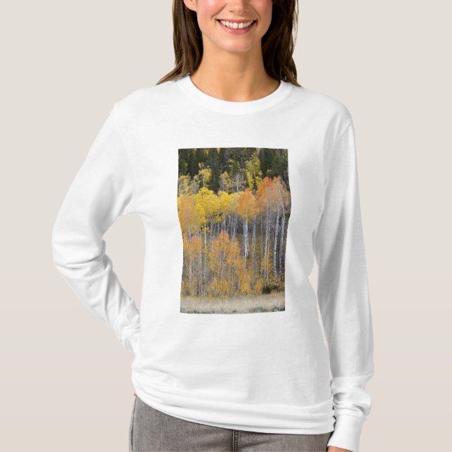 Camiseta Lambert Hollow, árvores de álamo (Frente)