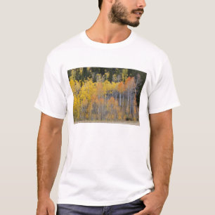 Camiseta Lambert Hollow, árvores de álamo