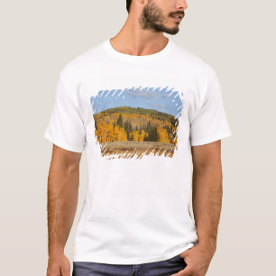 Camiseta Lambert Hollow, árvores de álamo