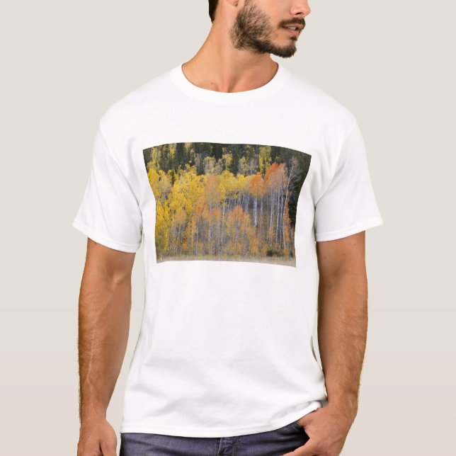 Camiseta Lambert Hollow, árvores de aspen (Frente)