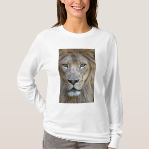 Camiseta Leão adulto macho no Sacramento Zoo, CA