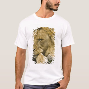 Camiseta Leão Africano, Panthera leo, adormecido