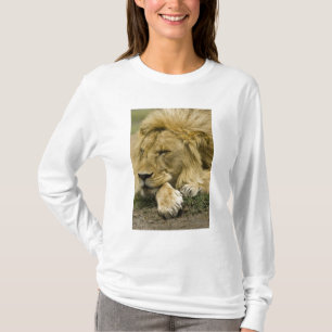 Camiseta Leão Africano, Panthera leo, adormecido