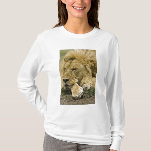 Camiseta Leão Africano, Panthera leo, adormecido (Frente)