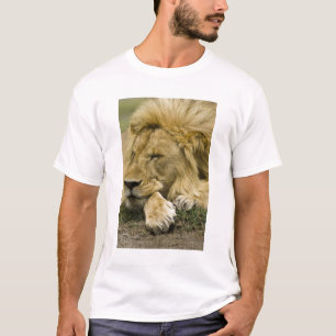 Camiseta Leão Africano, Panthera leo, adormecido