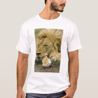Leão-africano, Panthera leo, deitado dormindo