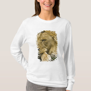 Camiseta Leão Africano, Panthera leo, deitado dormindo