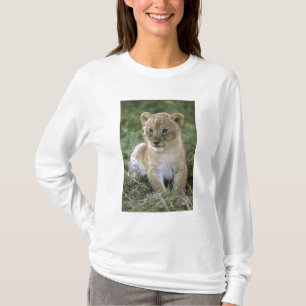 Camiseta Leão africano, Panthera leo), Tanzânia,