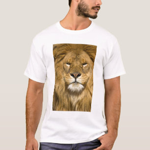 Camiseta Leão da Barbária Africano, Panthera leo leo, um do