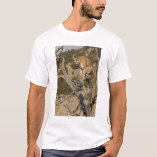 Camiseta Leão-da-montanha, também conhecido como puma, coug