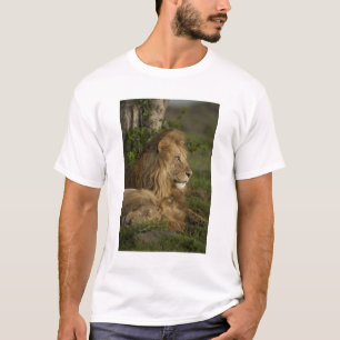 Camiseta Leão, Panthera leo, Lower Mara, Masai Mara GR,