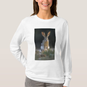 Camiseta Lebre-de-cauda-preta, Lepus californicus, 2