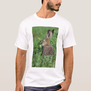 Camiseta Lebre-marrom, Lepus europaeus, jovem comendo,