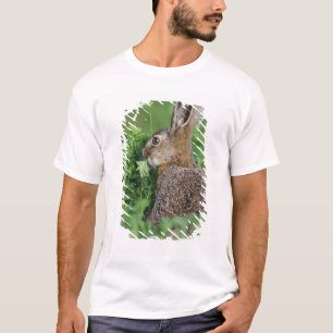 Camiseta Lebre-marrom, Lepus europaeus, jovem comendo,