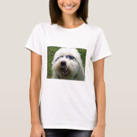 Legal Coton de Tulear