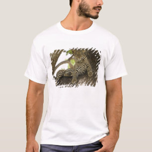 Camiseta Leopardo africano, pardus do Panthera, em uma