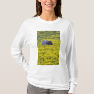 Camiseta Letônia, Letônia Nordeste, Região Vidzeme, 2