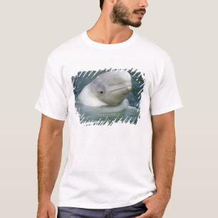 Camiseta Leucas da baleia, do Delphinapterus da beluga),