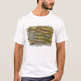 Camiseta Lilás Gigante ou Vitória Victoria amazonica,