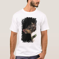 Língua fora do rato Terrier preto e branco