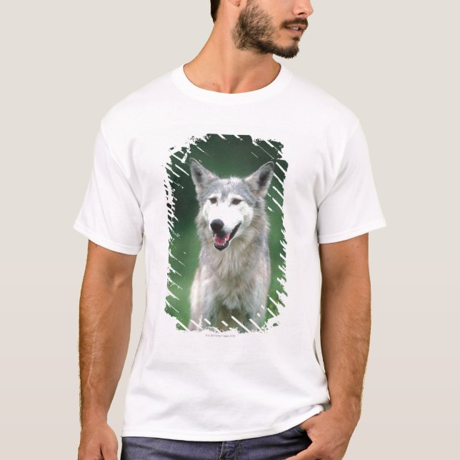 Camiseta Lobo cinzento 2 (Frente)