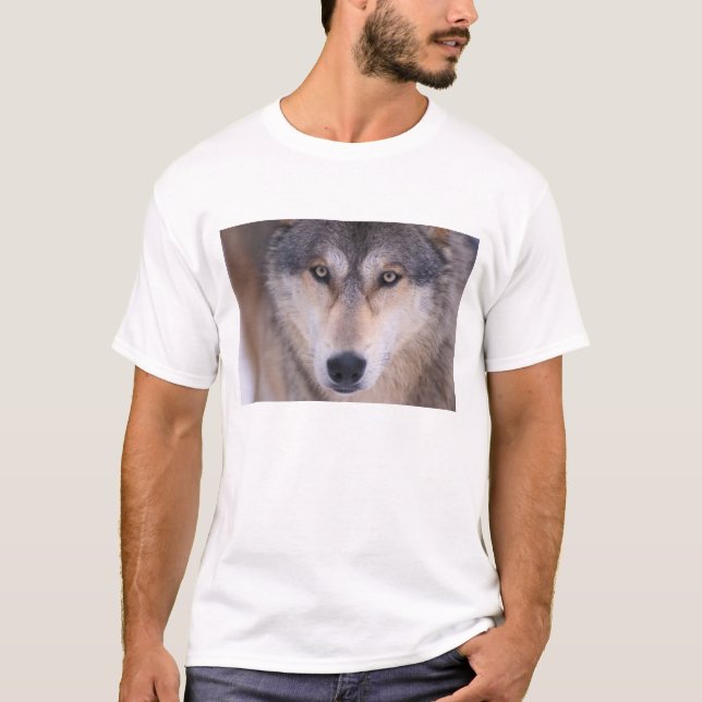 Camiseta lobo cinzento, Canis lupus, close-up dos olhos (Frente)