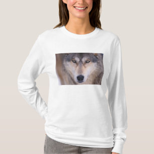Camiseta lobo cinzento, Canis lupus, close-up dos olhos