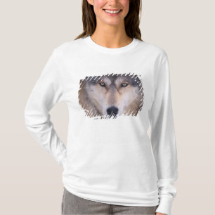 Camiseta lobo cinzento, Canis lupus, close-up dos olhos